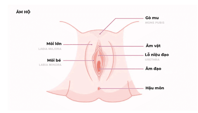 “Đại tu vùng kín”: Lợi hay hại? Sự thật về phẫu thuật thẩm mỹ khiến nhiều chị em bất ngờ