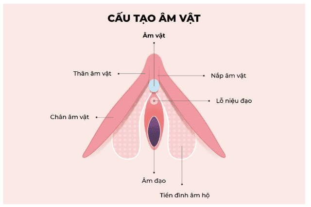 “Nút khoái cảm” bị hiểu sai nhiều nhất: Sự thật về âm vật khiến 90% phụ nữ bất ngờ